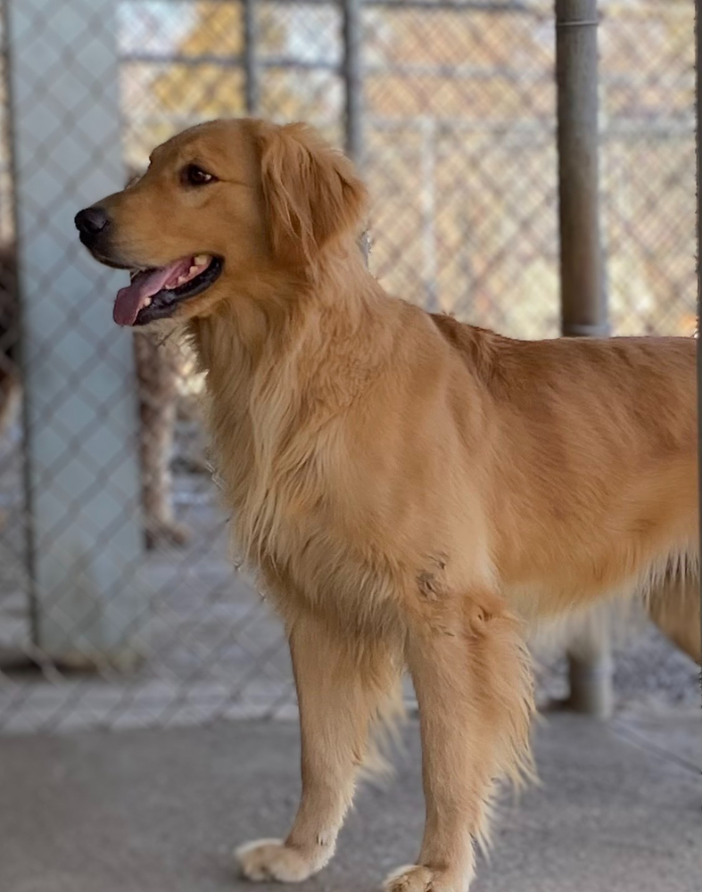 Faith, an adoptable Golden Retriever in Louisville, KY, 40206 | Photo Image 4