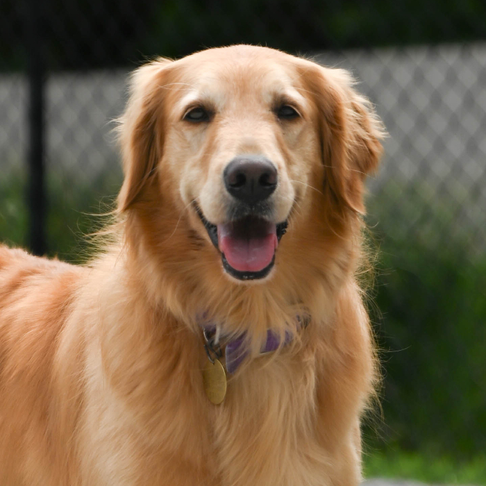 Faith, an adoptable Golden Retriever in Louisville, KY, 40206 | Photo Image 5