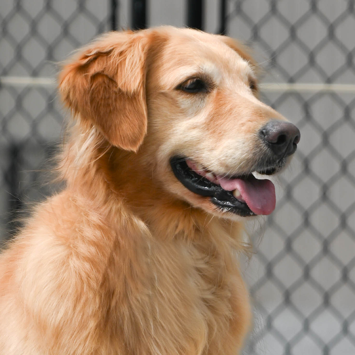 Faith, an adoptable Golden Retriever in Louisville, KY, 40206 | Photo Image 6