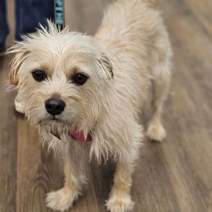 Maltese wirehaired terrier store mix