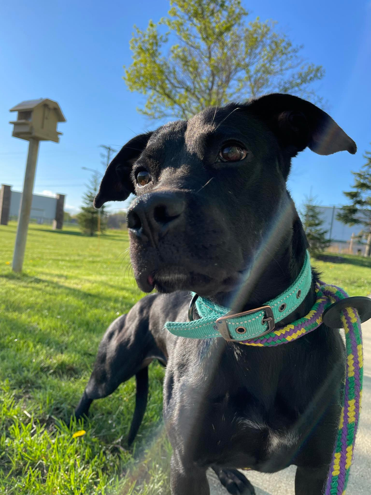 Story, an adoptable Pit Bull Terrier, Black Labrador Retriever in Austin, MN, 55912 | Photo Image 1