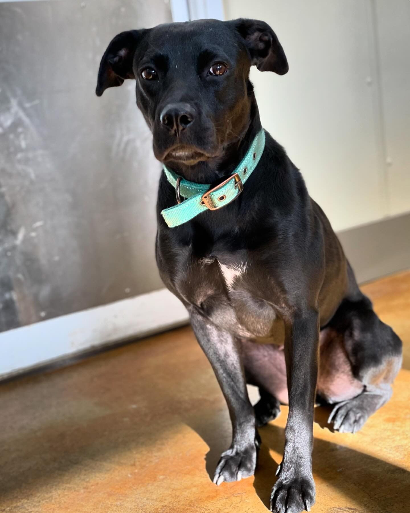 Story, an adoptable Pit Bull Terrier, Black Labrador Retriever in Austin, MN, 55912 | Photo Image 1