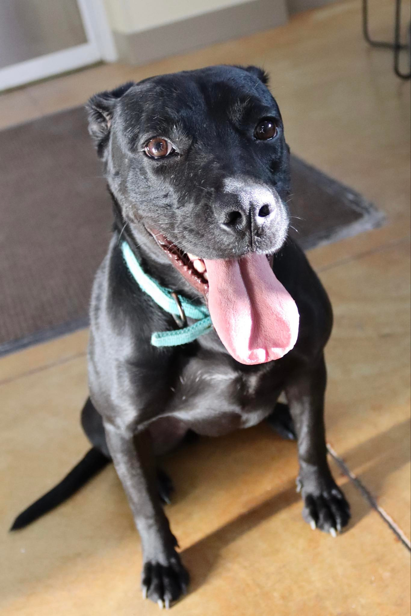 Story, an adoptable Pit Bull Terrier, Black Labrador Retriever in Austin, MN, 55912 | Photo Image 2