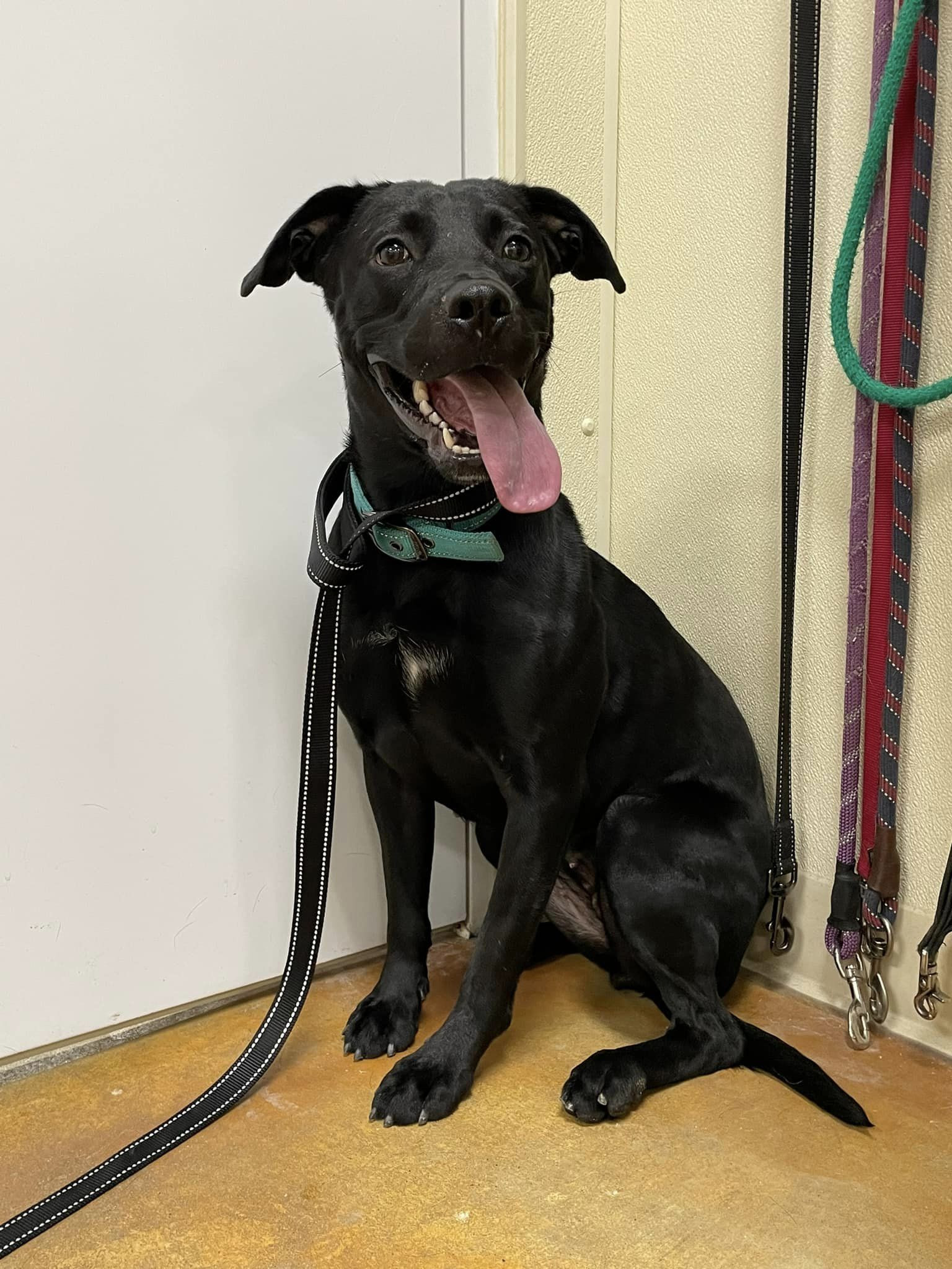 Story, an adoptable Pit Bull Terrier, Black Labrador Retriever in Austin, MN, 55912 | Photo Image 3