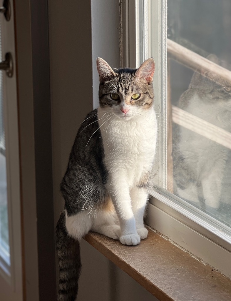 Lilly, an adoptable Domestic Medium Hair in Ballwin, MO, 63011 | Photo Image 1