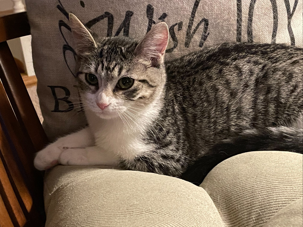 Lilly, an adoptable Domestic Medium Hair in Ballwin, MO, 63011 | Photo Image 2