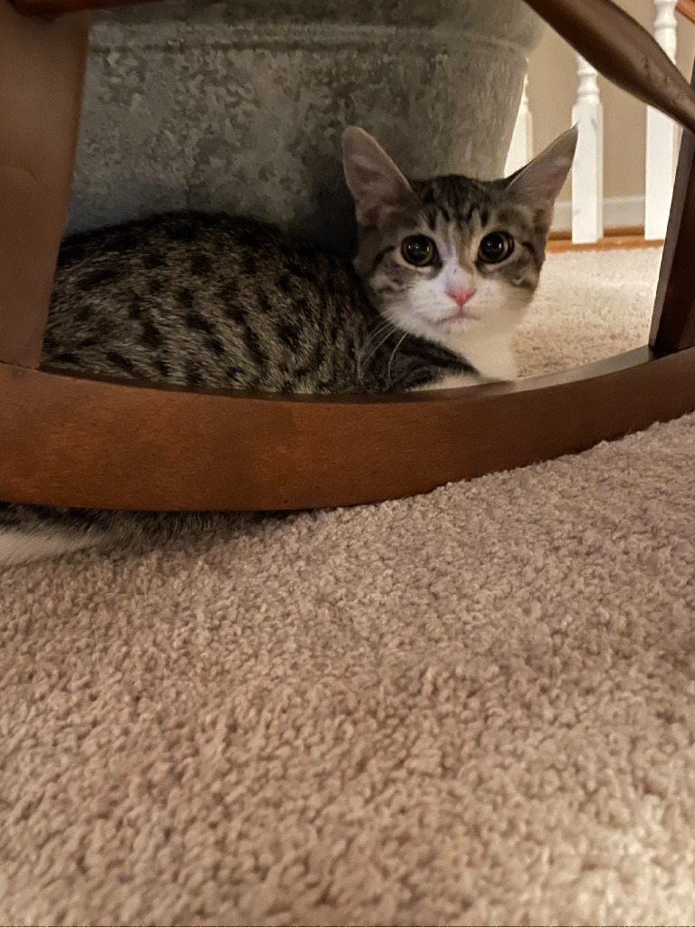 Lilly, an adoptable Domestic Medium Hair in Ballwin, MO, 63011 | Photo Image 3