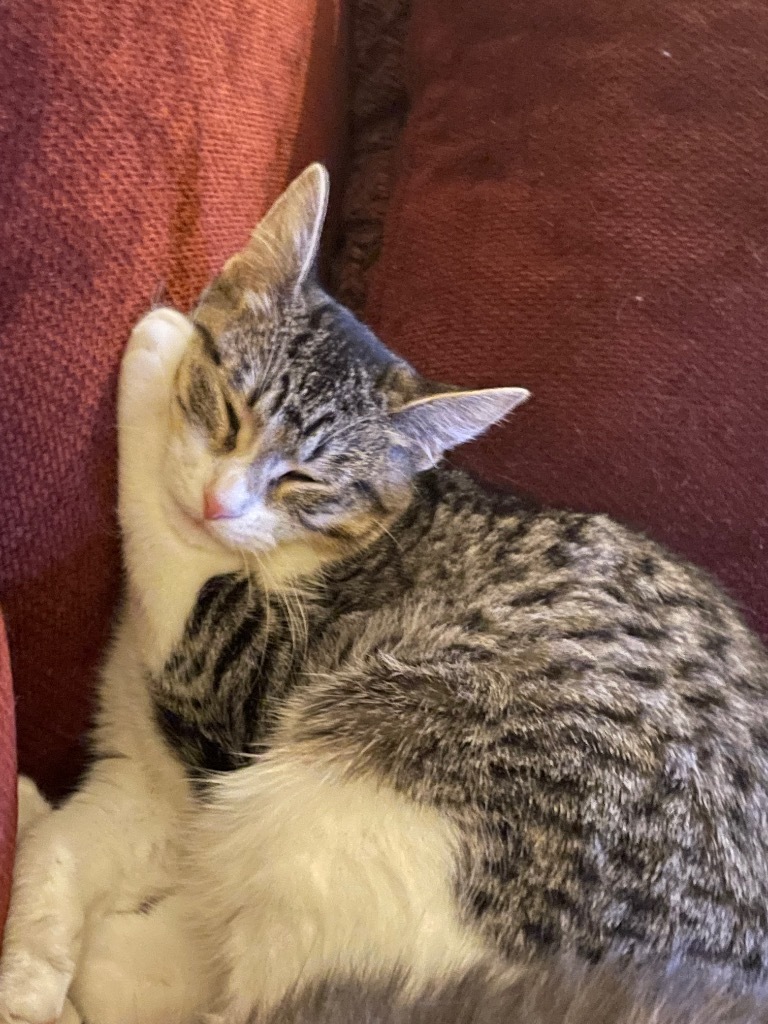 Lilly, an adoptable Domestic Medium Hair in Ballwin, MO, 63011 | Photo Image 4