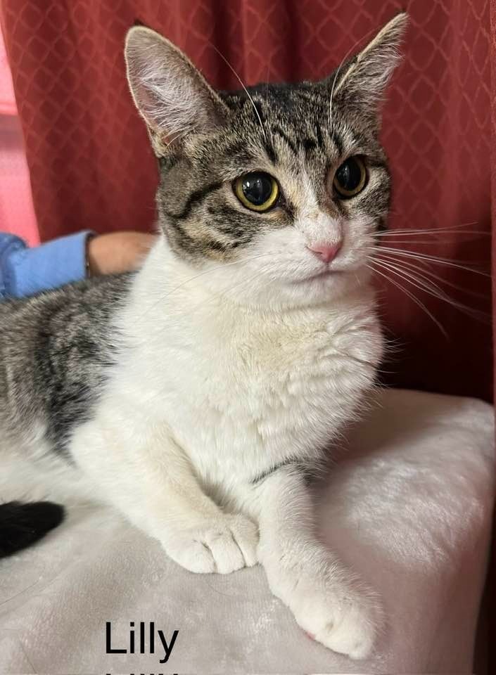 Lilly, an adoptable Domestic Medium Hair in Ballwin, MO, 63011 | Photo Image 5