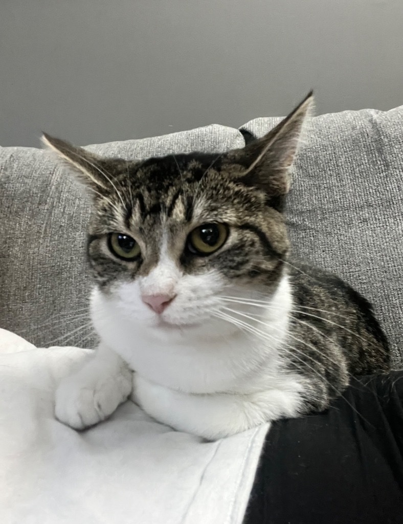 Lilly, an adoptable Domestic Medium Hair in Ballwin, MO, 63011 | Photo Image 6