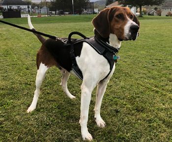 Copper, an adopted Treeing Walker Coonhound & American Foxhound Mix in West Decatur, PA_image-1