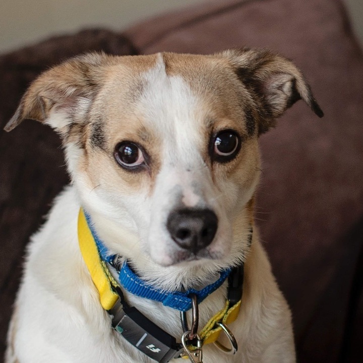 Dog for adoption Fred in Maine , a Beagle Mix in Lewiston, ME