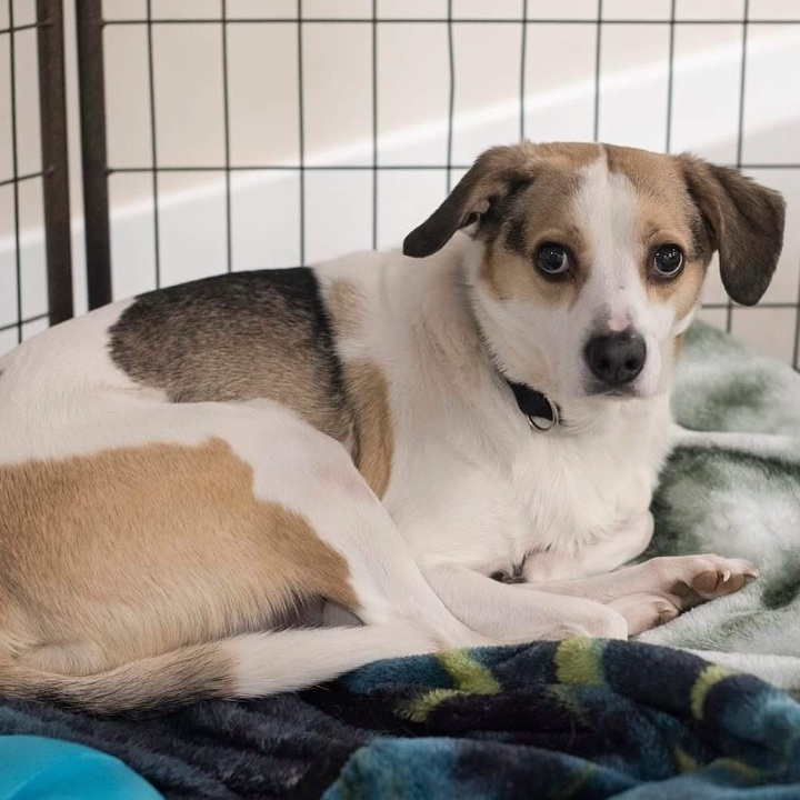 Dog for adoption Fred in Maine , a Beagle Mix in Lewiston, ME