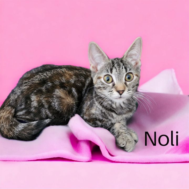 Noli (Connoli) 1