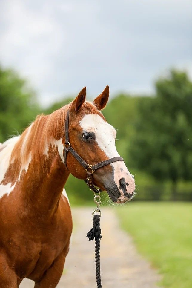 Horse for adoption XXXcessive Feature, a Paint / Pinto in