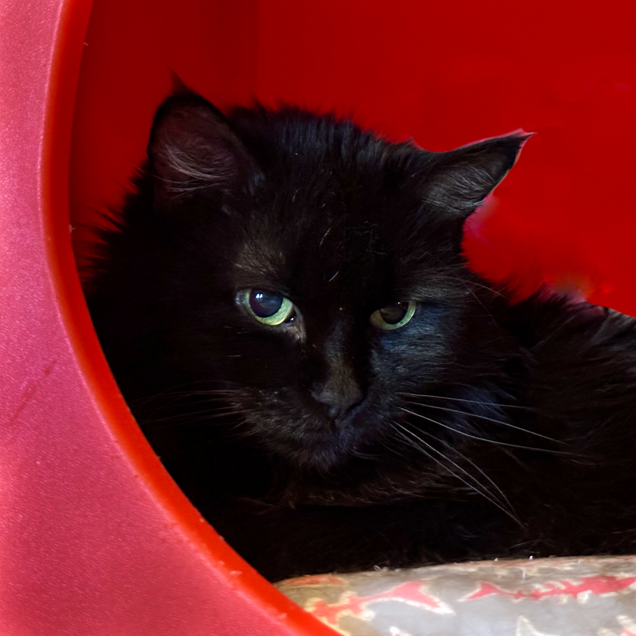 Halloweena, an adoptable Turkish Angora, Domestic Long Hair in Santa Fe, NM, 87501 | Photo Image 1