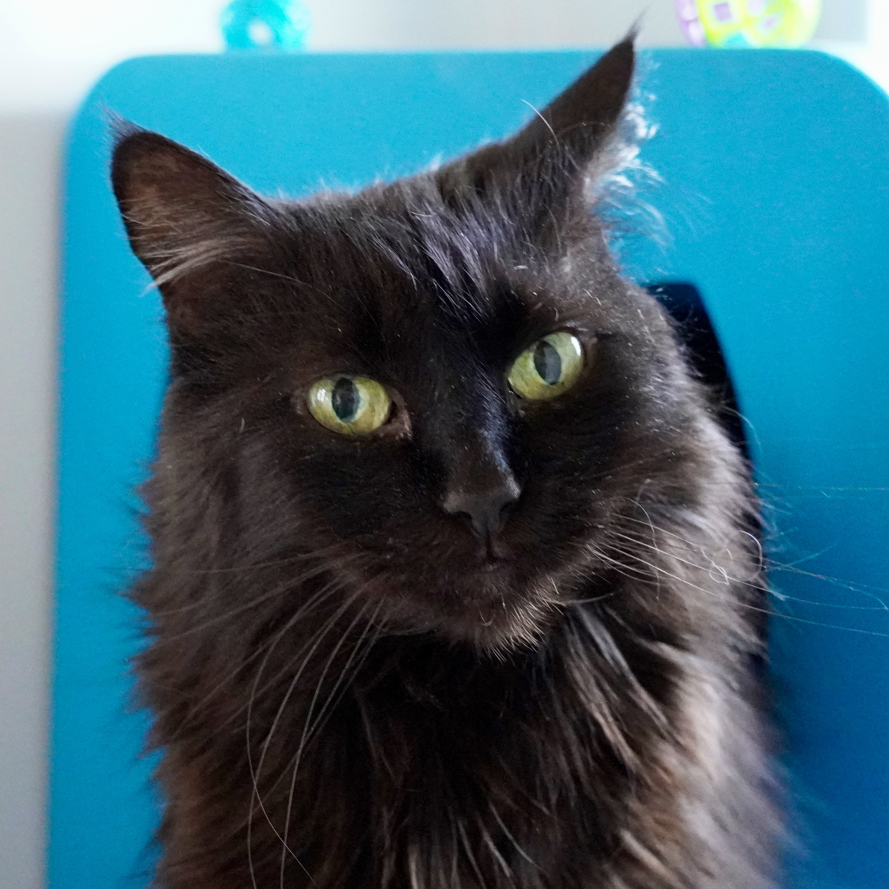 Halloweena, an adoptable Turkish Angora, Domestic Long Hair in Santa Fe, NM, 87501 | Photo Image 2