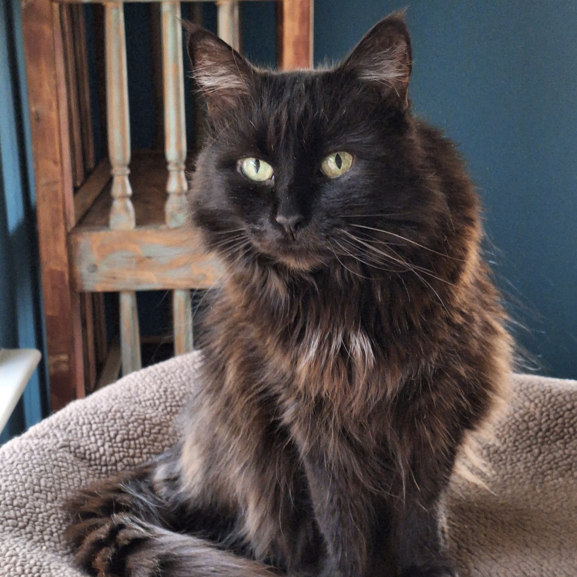 Halloweena, an adoptable Turkish Angora, Domestic Long Hair in Santa Fe, NM, 87501 | Photo Image 3