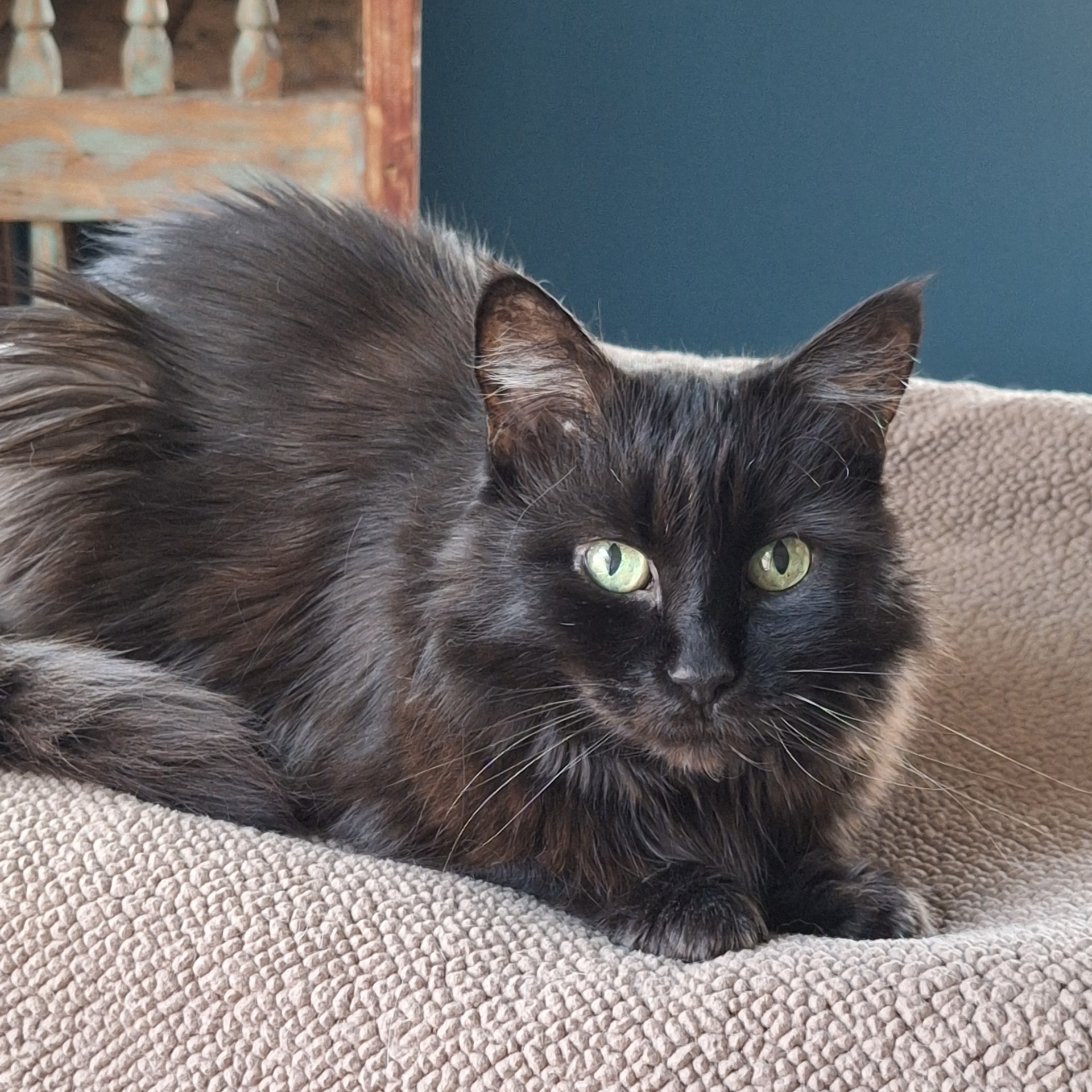 Halloweena, an adoptable Turkish Angora, Domestic Long Hair in Santa Fe, NM, 87501 | Photo Image 4