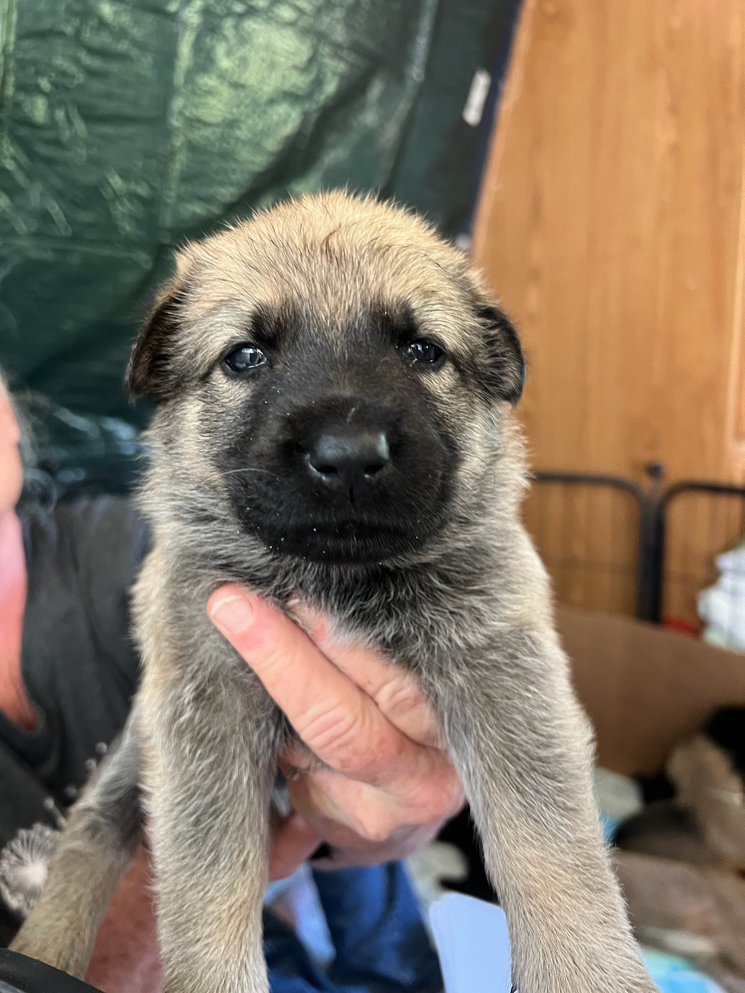 Shenandoah Shepherd Rescue - 1yv2an1