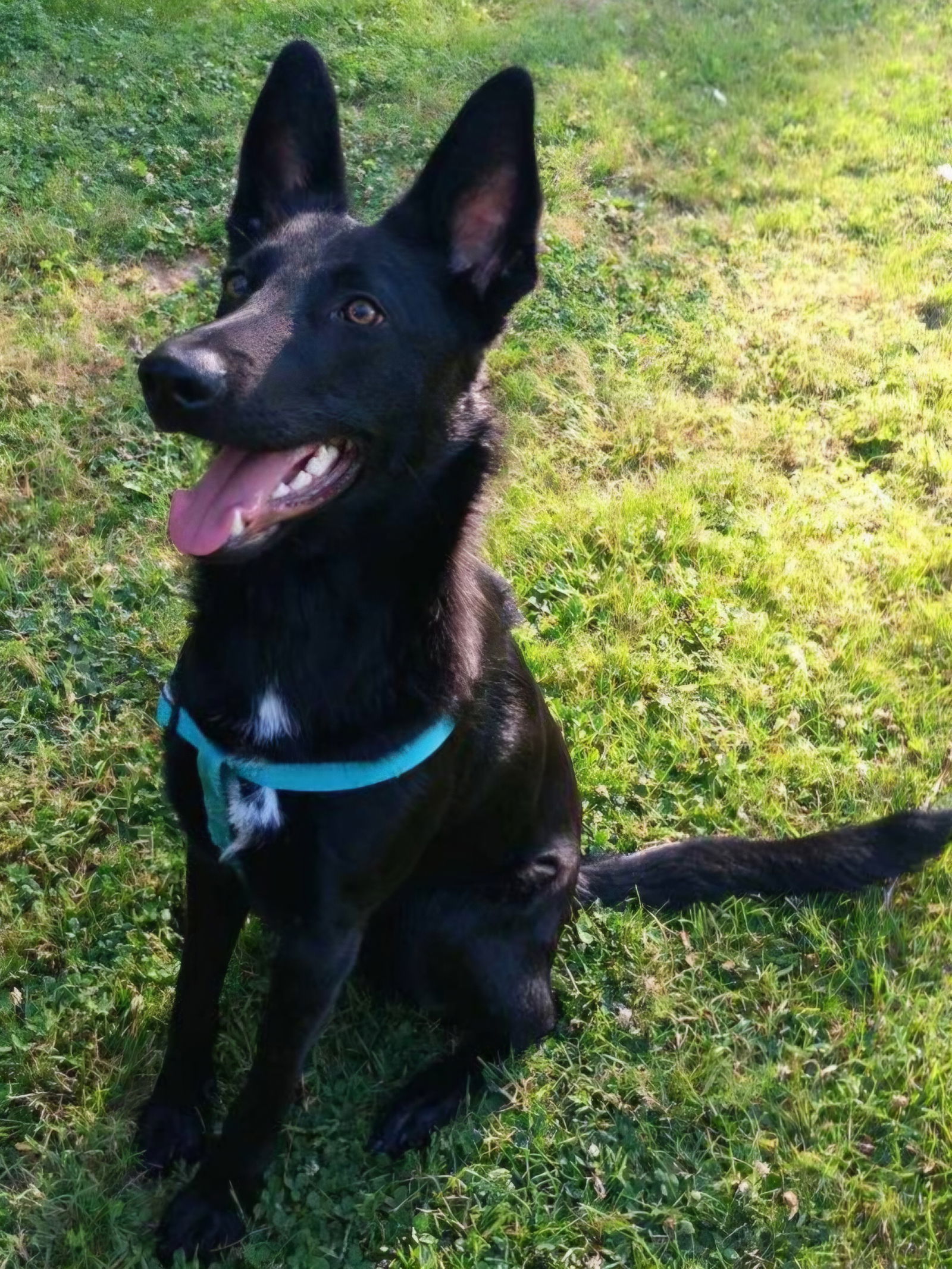Shenandoah Shepherd Rescue - 80cjpto