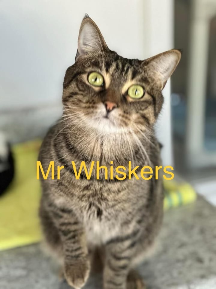 MR WHISKERS