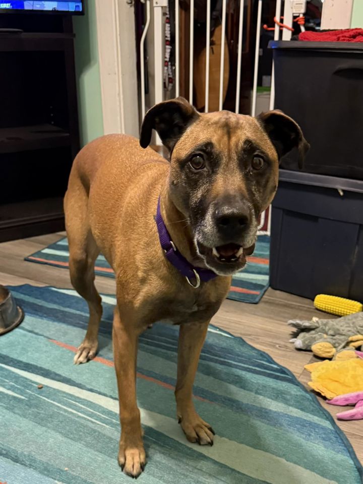 Dog for adoption Havarti, a Mountain Cur & Pit Bull Terrier Mix in