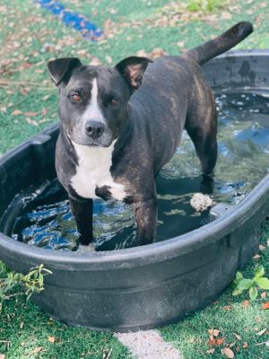Mya, Adult Female Mixed Breed