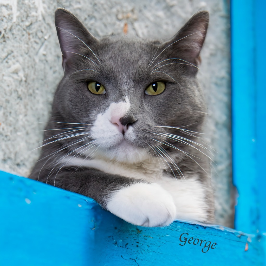 George, an adoptable Domestic Short Hair in Hot Springs Village, AR, 71909 | Photo Image 1