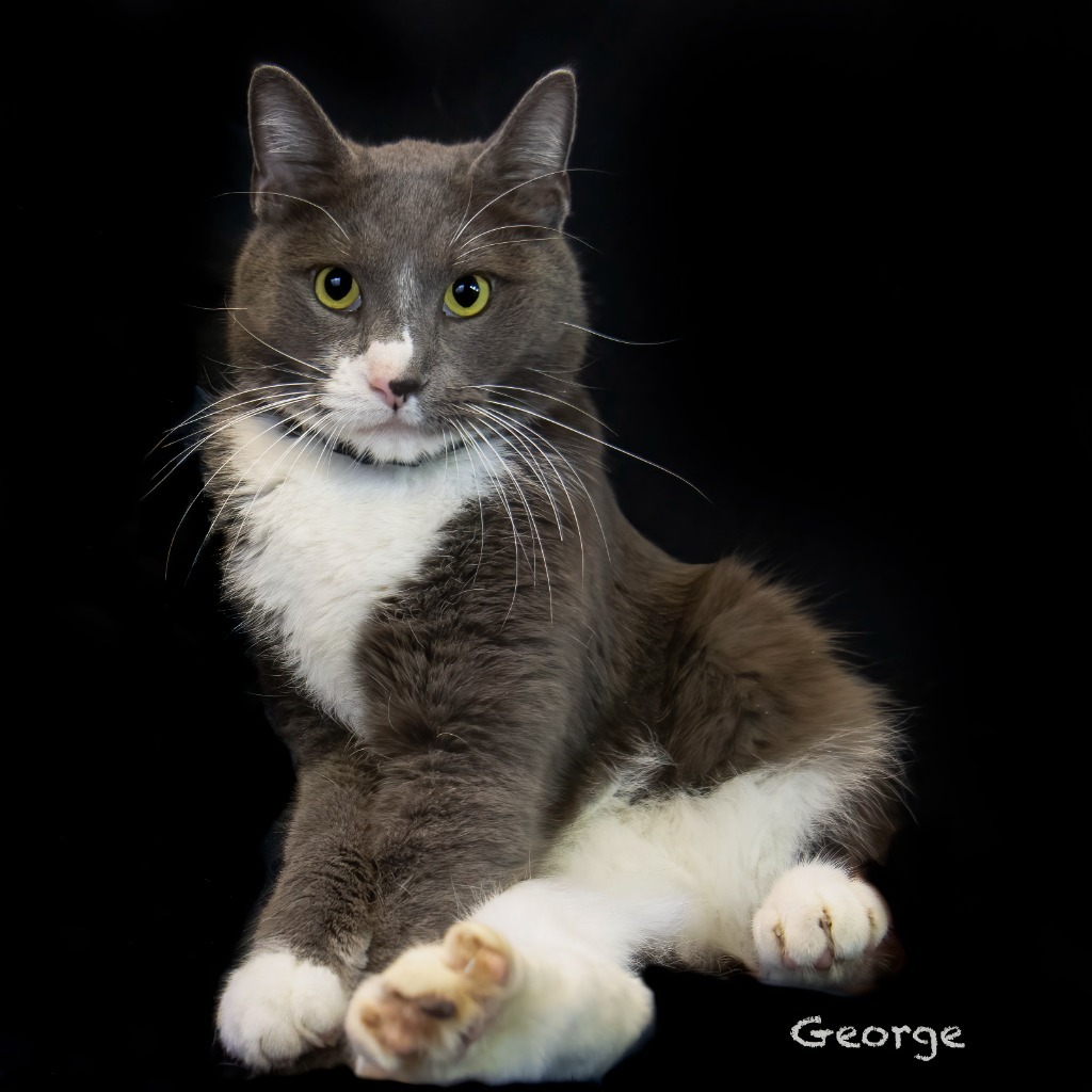 George, an adoptable Domestic Short Hair in Hot Springs Village, AR, 71909 | Photo Image 2