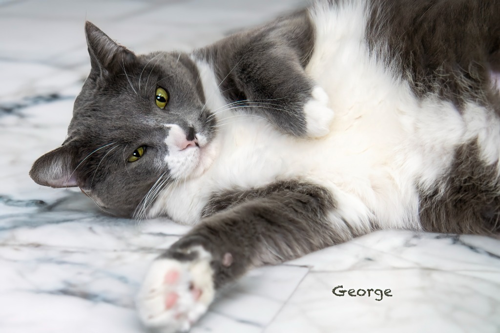 George, an adoptable Domestic Short Hair in Hot Springs Village, AR, 71909 | Photo Image 3