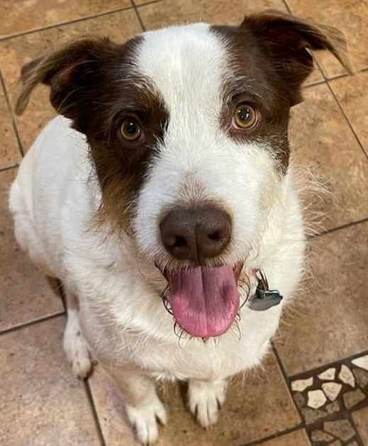 Luke AW, an adoptable Spaniel, Labrador Retriever in San Antonio, TX, 78251 | Photo Image 1