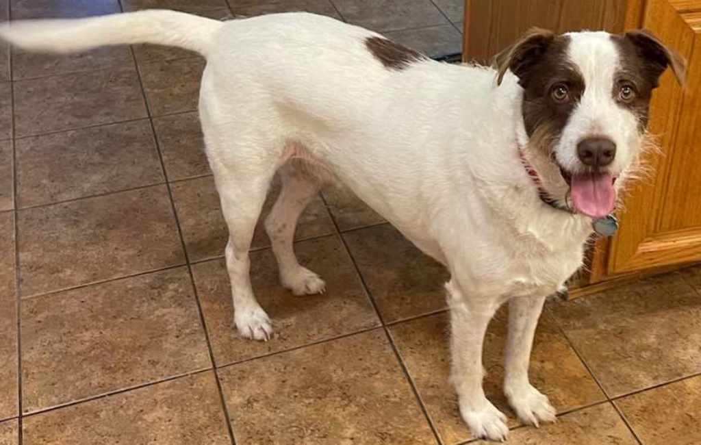 Luke AW, an adoptable Spaniel, Labrador Retriever in San Antonio, TX, 78251 | Photo Image 2