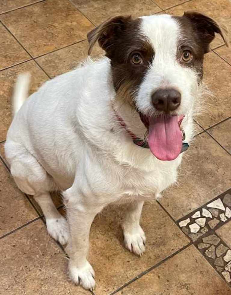 Luke AW, an adoptable Spaniel, Labrador Retriever in San Antonio, TX, 78251 | Photo Image 3