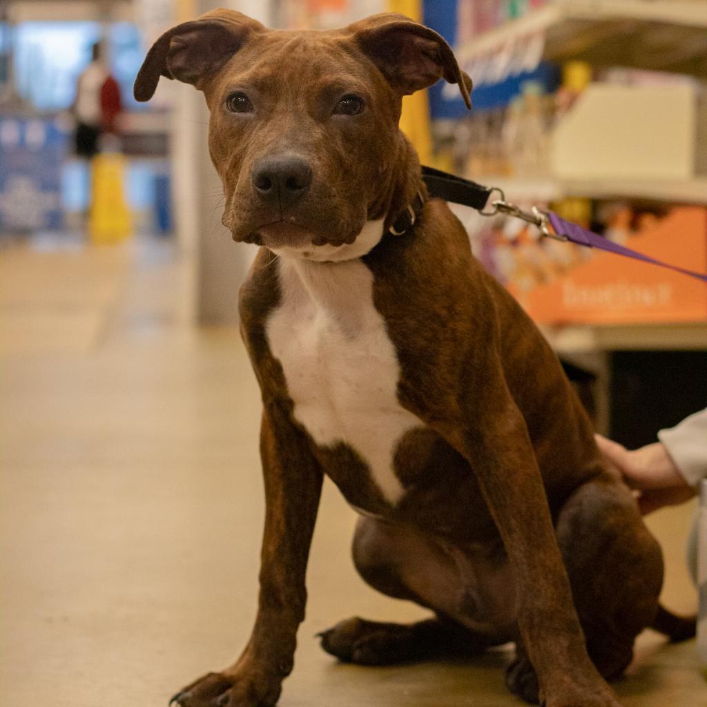 Fergus, an adoptable Pit Bull Terrier in QUINCY, FL, 32351 | Photo Image 1