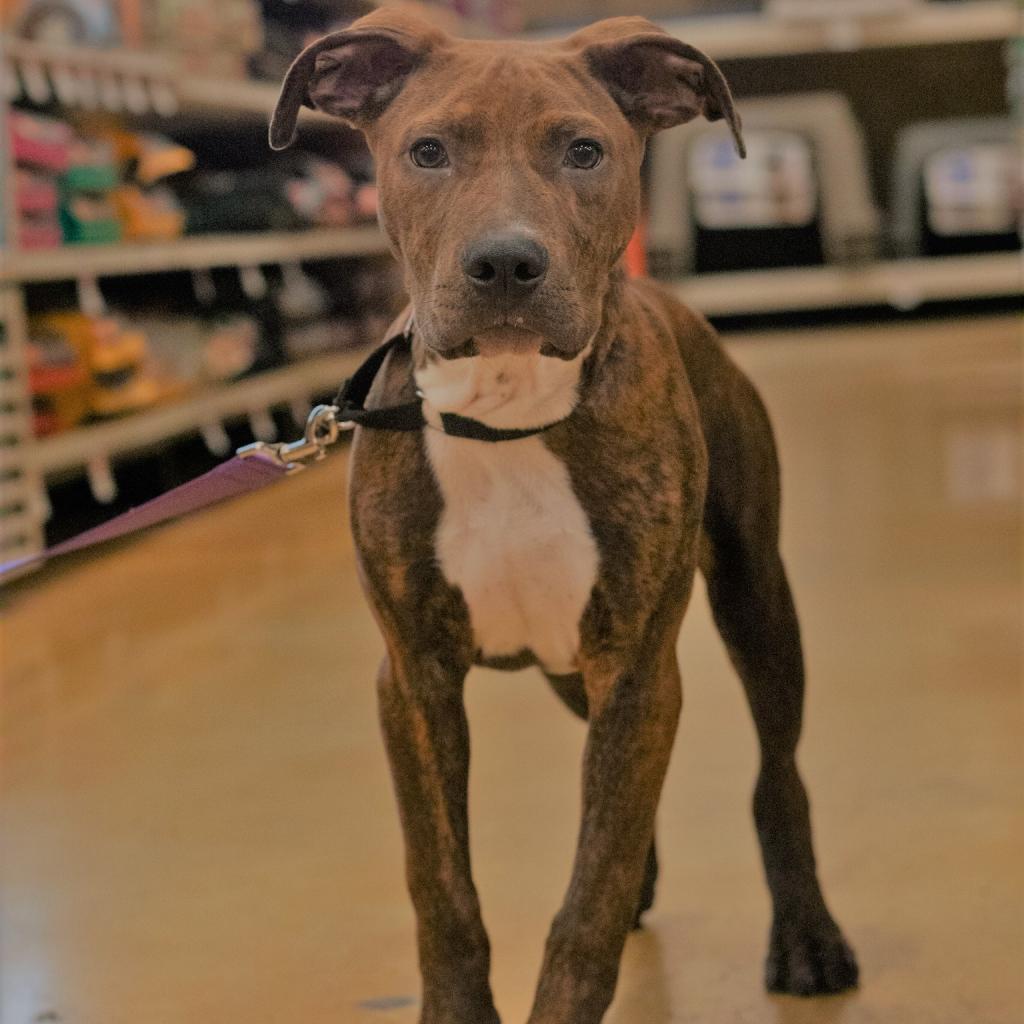 Fergus, an adoptable Pit Bull Terrier in QUINCY, FL, 32351 | Photo Image 2
