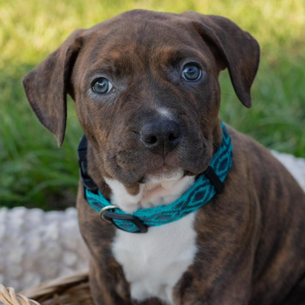 Fergus, an adoptable Pit Bull Terrier in QUINCY, FL, 32351 | Photo Image 4