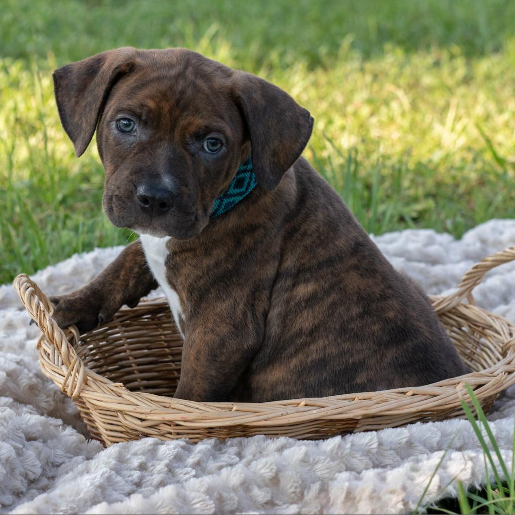 Fergus, an adoptable Pit Bull Terrier in QUINCY, FL, 32351 | Photo Image 5