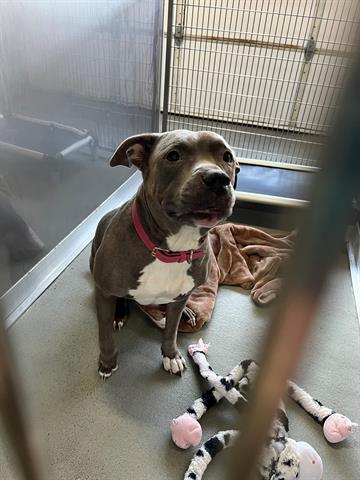 COOKIE, an adoptable Staffordshire Bull Terrier in Norfolk, VA, 23502 | Photo Image 1