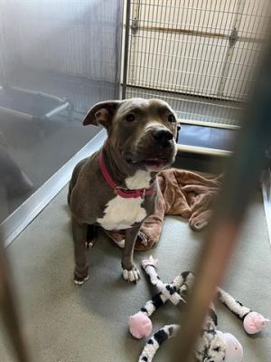 COOKIE, Adult Female Staffordshire Bull Terrier