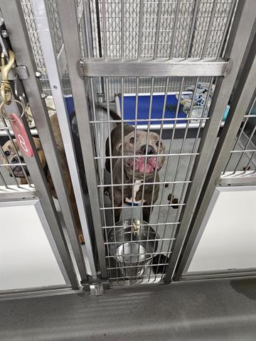 FRITO, an adoptable Pit Bull Terrier in Norfolk, VA, 23502 | Photo Image 1