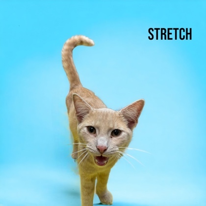 Stretch, an adoptable Domestic Short Hair in Cumberland, MD_image-1