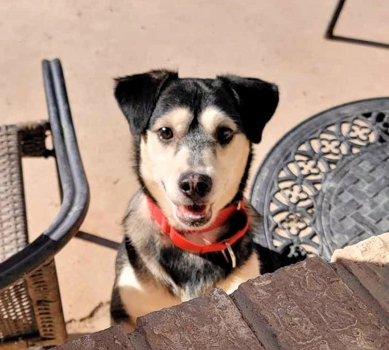 Scout, an adoptable Siberian Husky in Cedar Crest, NM, 87008 | Photo Image 1