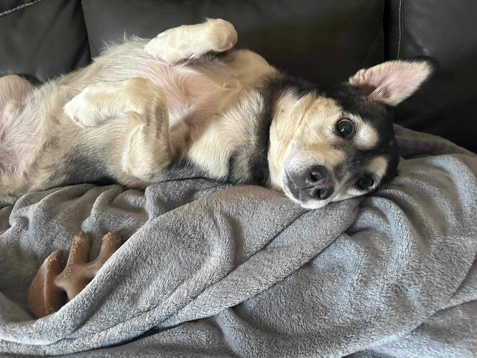 Scout, an adoptable Siberian Husky in Cedar Crest, NM, 87008 | Photo Image 2