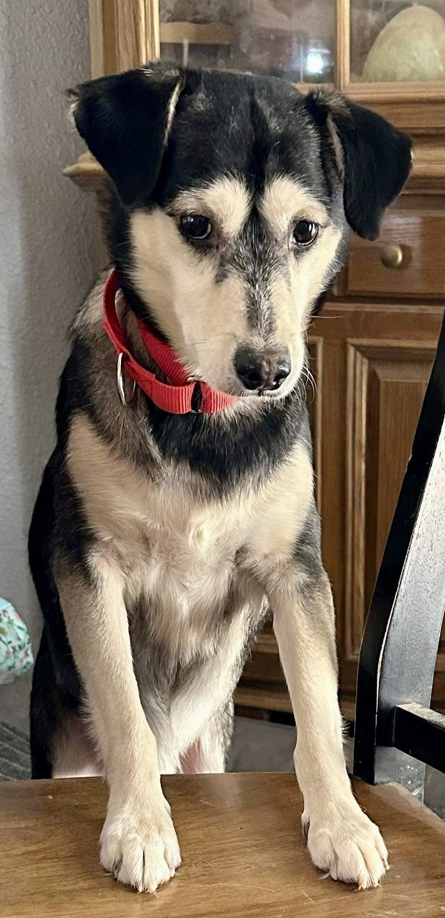 Scout, an adoptable Siberian Husky in Cedar Crest, NM, 87008 | Photo Image 3