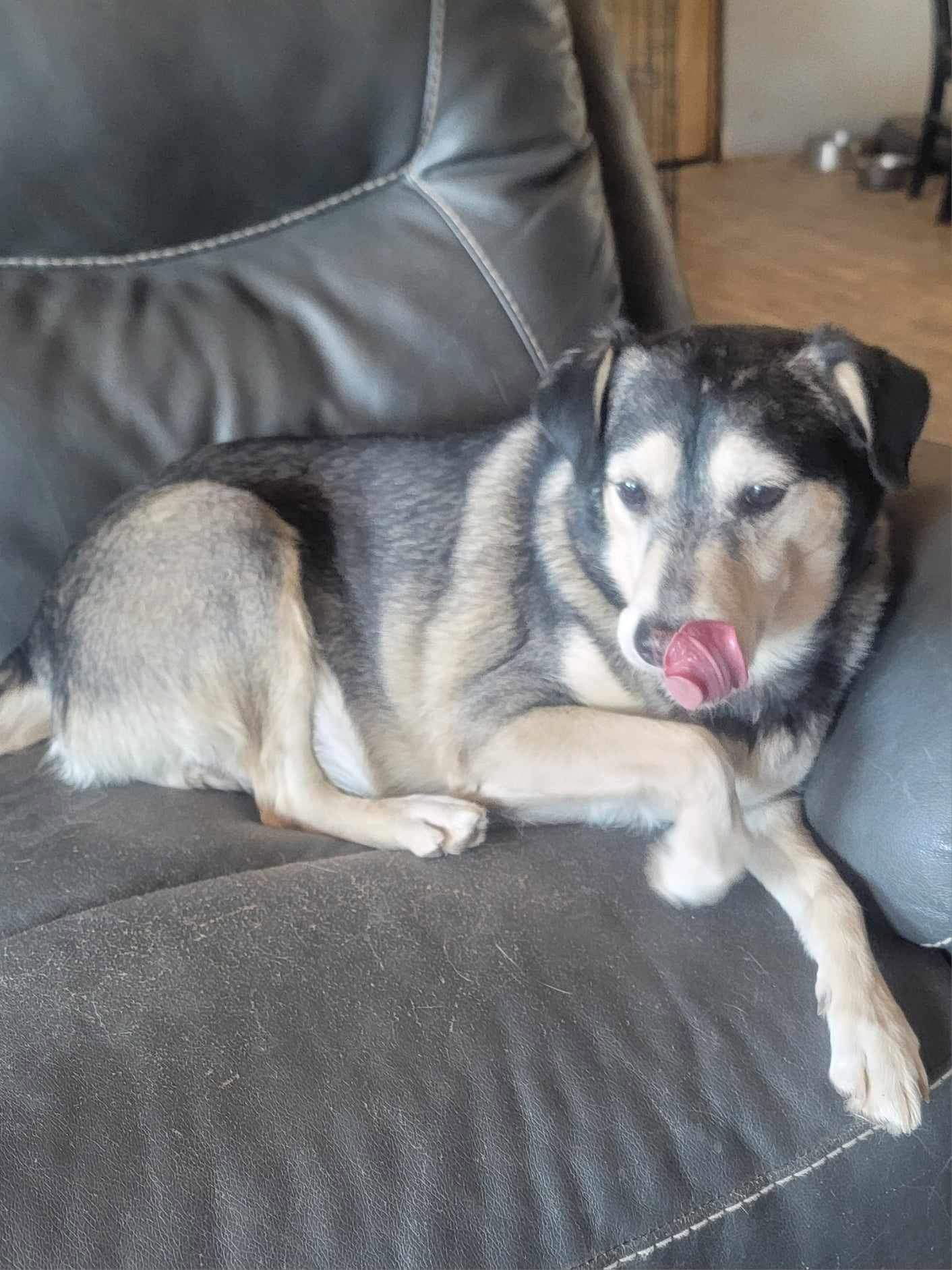 Scout, an adoptable Siberian Husky in Cedar Crest, NM, 87008 | Photo Image 3