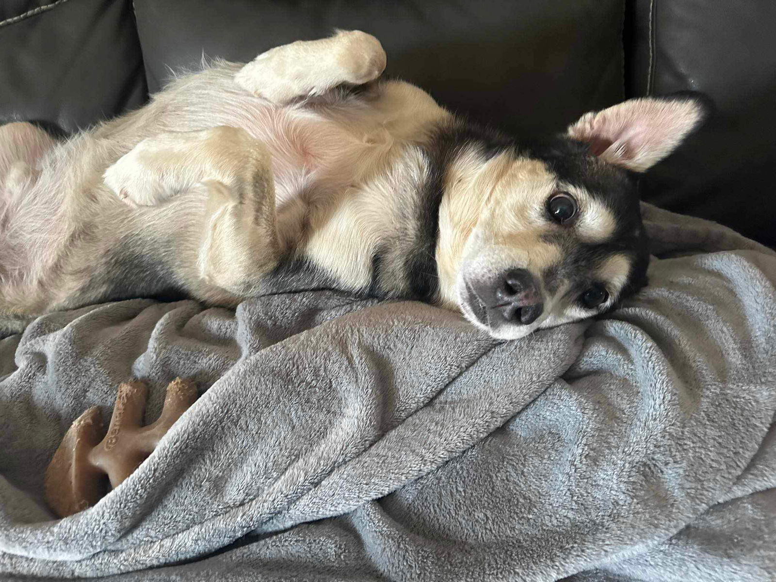Scout, an adoptable Siberian Husky in Cedar Crest, NM, 87008 | Photo Image 3