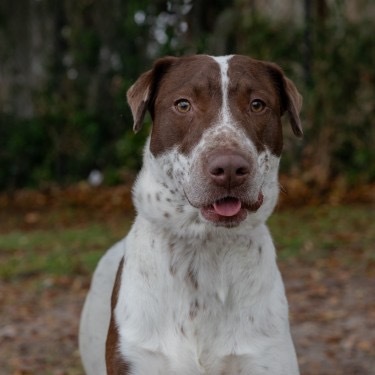Lizzie, an adoptable Chocolate Labrador Retriever, Pointer in QUINCY, FL, 32351 | Photo Image 1