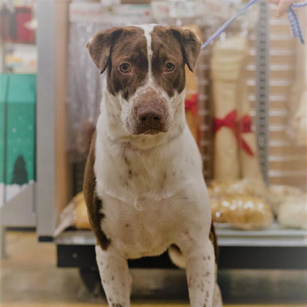 Lizzie, an adoptable Chocolate Labrador Retriever, Pointer in QUINCY, FL, 32351 | Photo Image 2