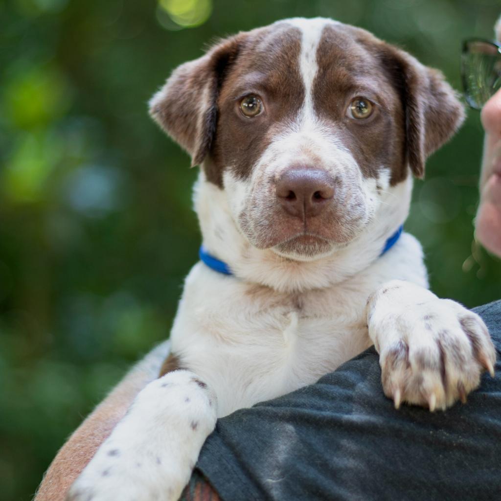 Lizzie, an adoptable Chocolate Labrador Retriever, Pointer in QUINCY, FL, 32351 | Photo Image 3